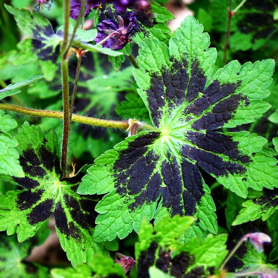 Storchschnabel 'Samobor' (Geranium phaeum)