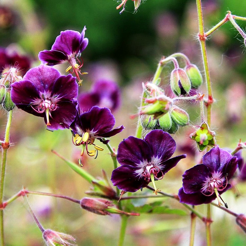 Storchschnabel 'Samobor' (Geranium phaeum)