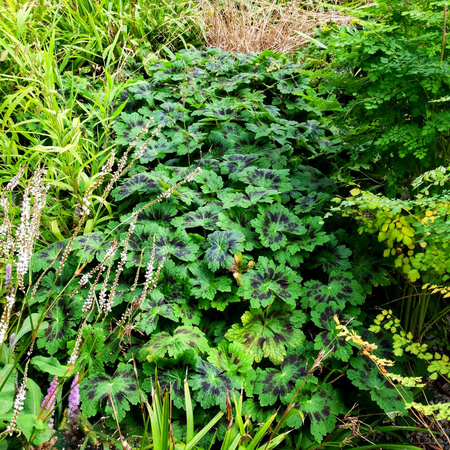 Storchschnabel 'Samobor' (Geranium phaeum)