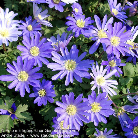 Strahlen-Windröschen 'Blue Shades' (Anemone blanda)