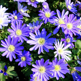 Strahlen-Windröschen 'Blue Shades' (Anemone blanda)