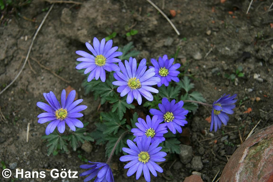 Strahlen-Windröschen 'Blue Shades' (Anemone blanda)