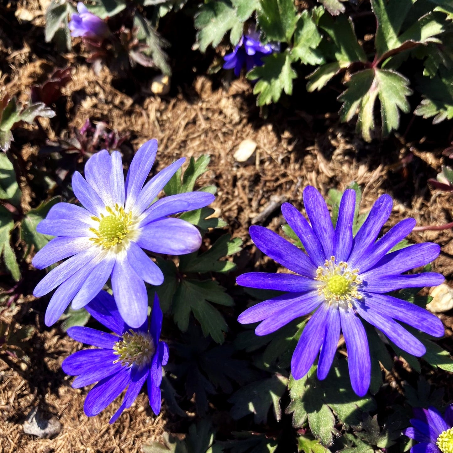 Strahlen-Windröschen 'Blue Shades' (Anemone blanda)