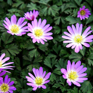 Strahlen-Windröschen 'Pink Star' (Anemone blanda)