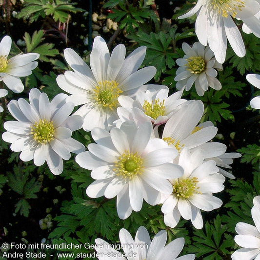 Strahlen-Windröschen 'White Splendour' (Anemone blanda)