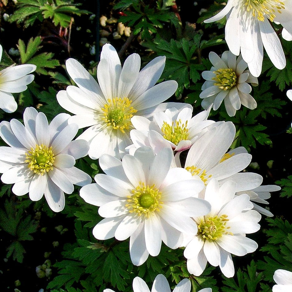 Strahlen-Windröschen 'White Splendour' (Anemone blanda)