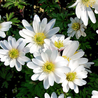 Strahlen-Windröschen 'White Splendour' (Anemone blanda)