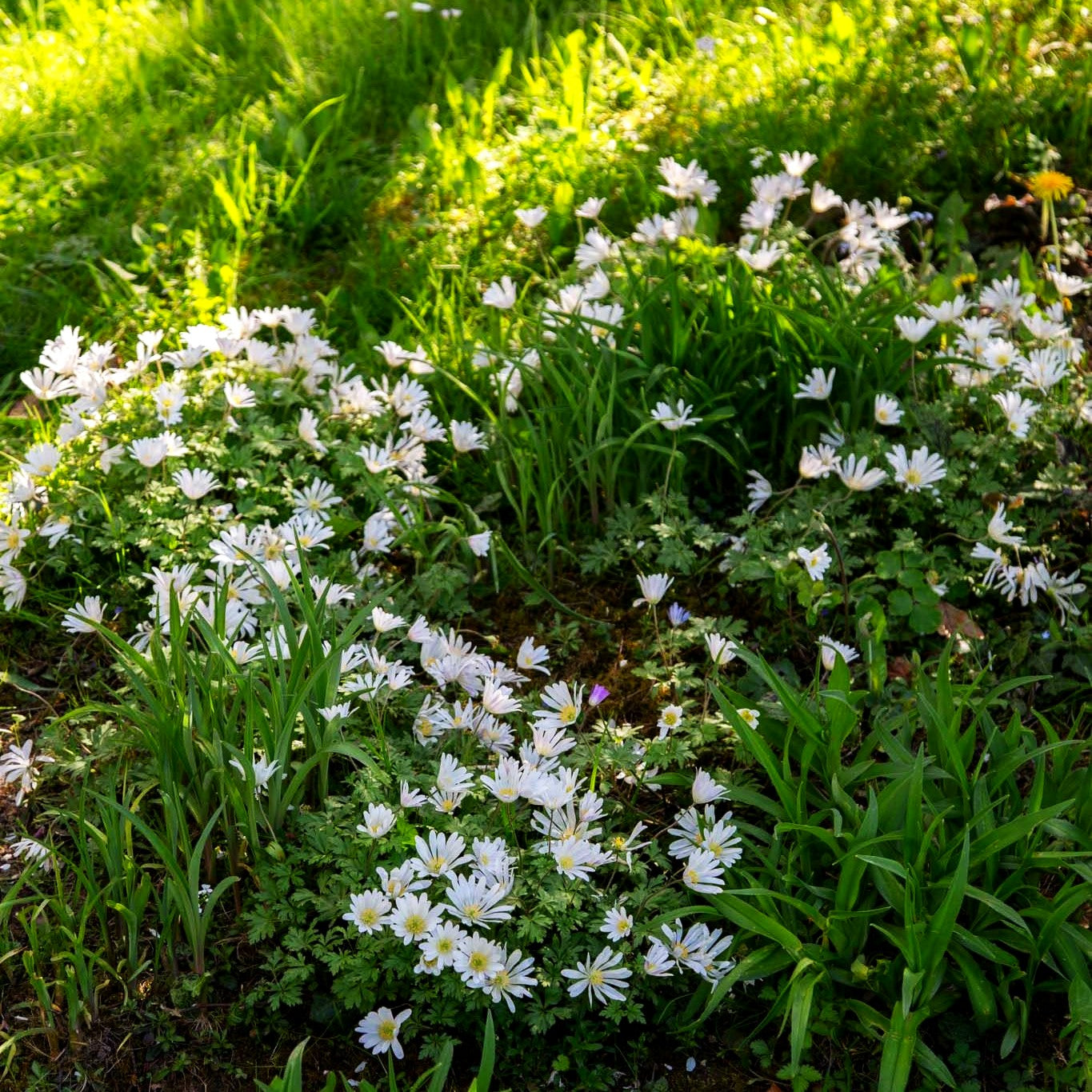 Strahlen-Windröschen 'White Splendour' (Anemone blanda)