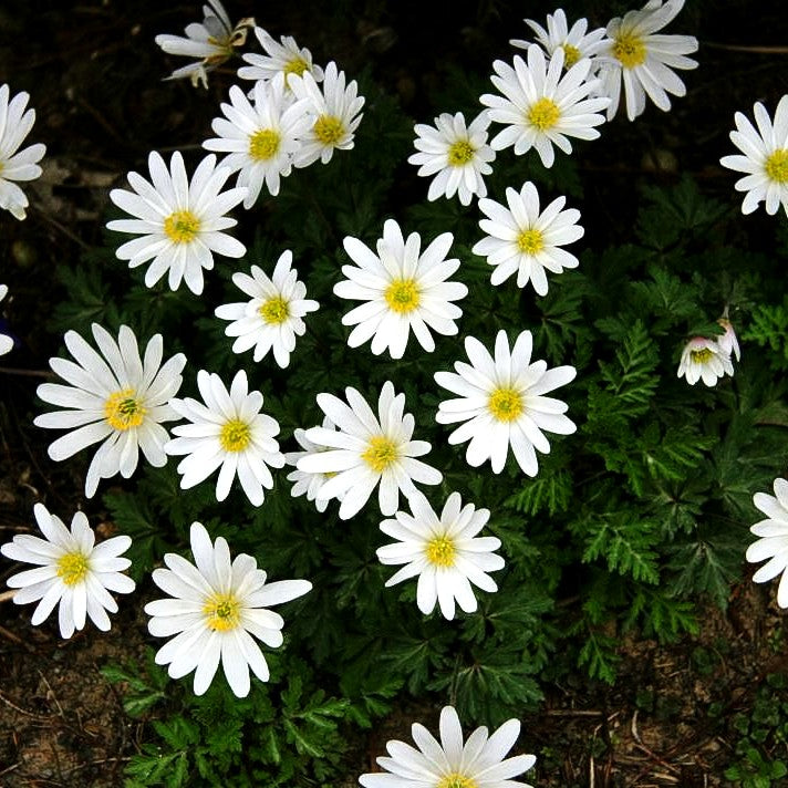 Strahlen-Windröschen 'White Splendour' (Anemone blanda)