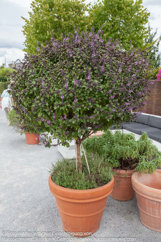 Strauch-Basilikum 'Magic Blue' (Ocimum basilicum)