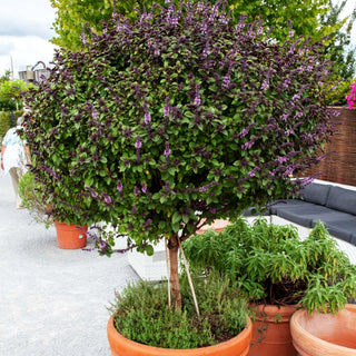 Strauch-Basilikum 'Magic Blue' (Ocimum basilicum)