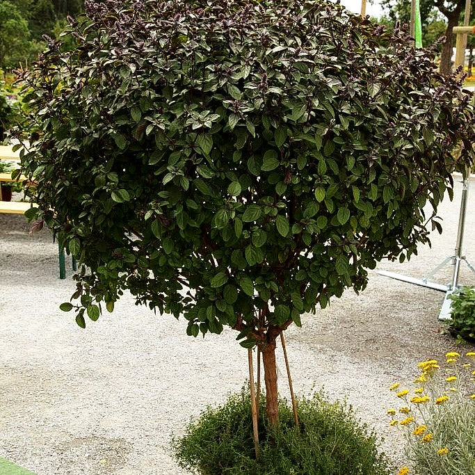 Strauch-Basilikum 'Magic Blue' (Ocimum basilicum)
