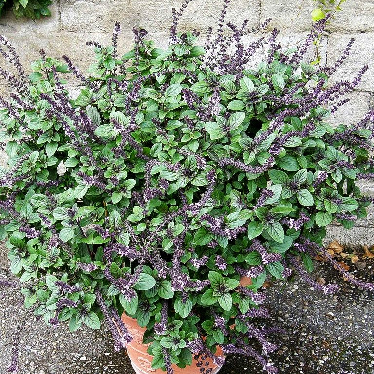 Strauch-Basilikum 'Magic Blue' (Ocimum basilicum)