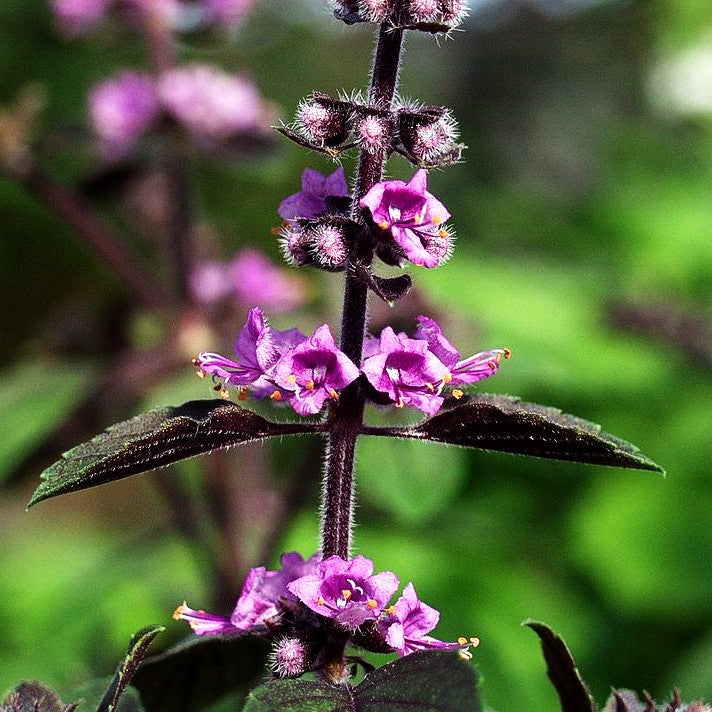 Strauch-Basilikum 'Magic Blue' (Ocimum basilicum)