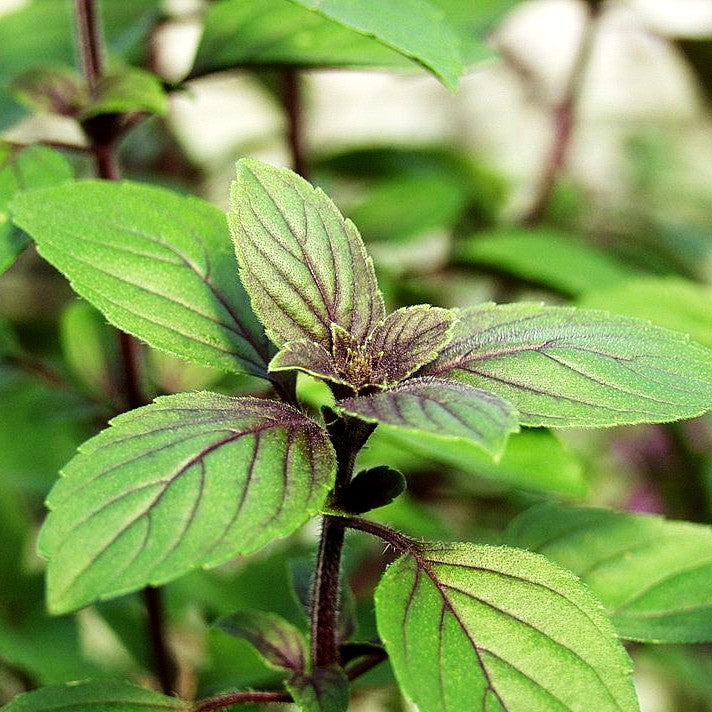Strauch-Basilikum 'Magic Blue' (Ocimum basilicum)