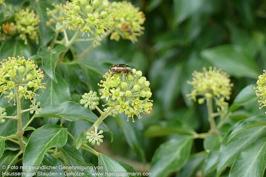 Strauch-Efeu 'Arborescens' (Hedera helix)
