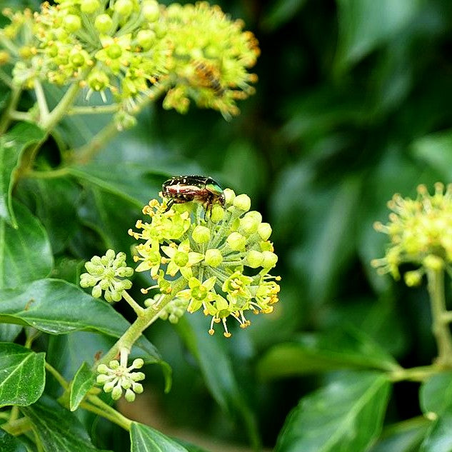 Strauch-Efeu 'Arborescens' (Hedera helix)