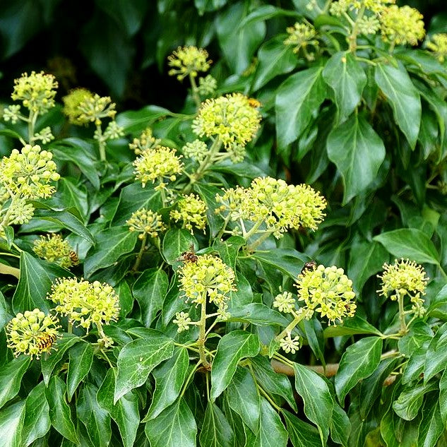 Strauch-Efeu 'Arborescens' (Hedera helix)