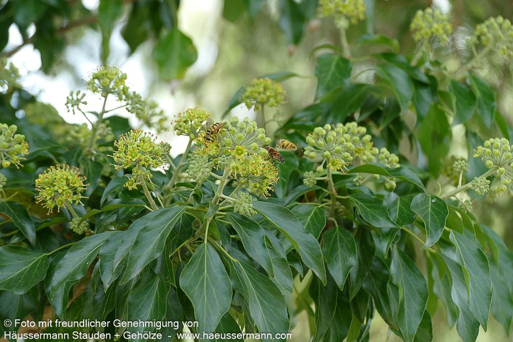 Strauch-Efeu 'Arborescens' (Hedera helix)