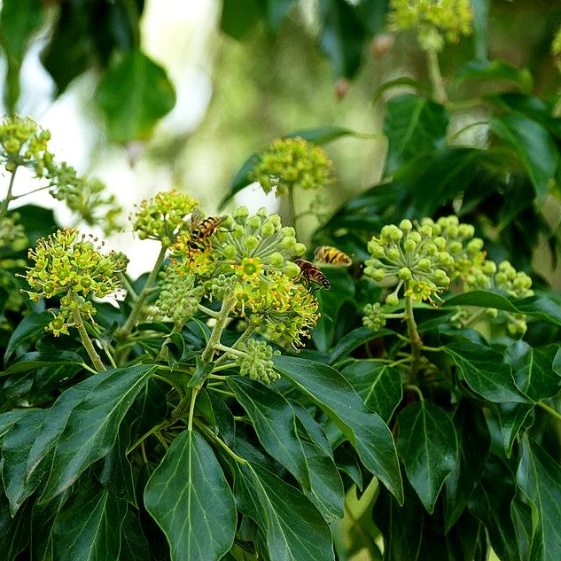 Strauch-Efeu 'Arborescens' (Hedera helix)