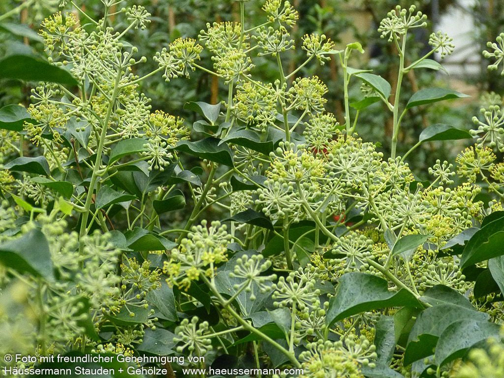 Strauch-Efeu 'Arborescens' (Hedera helix)
