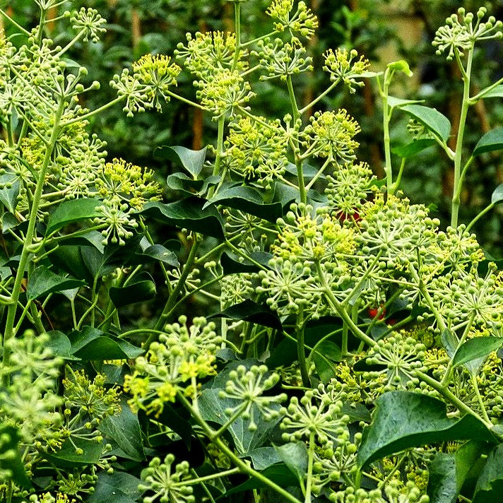Strauch-Efeu 'Arborescens' (Hedera helix)