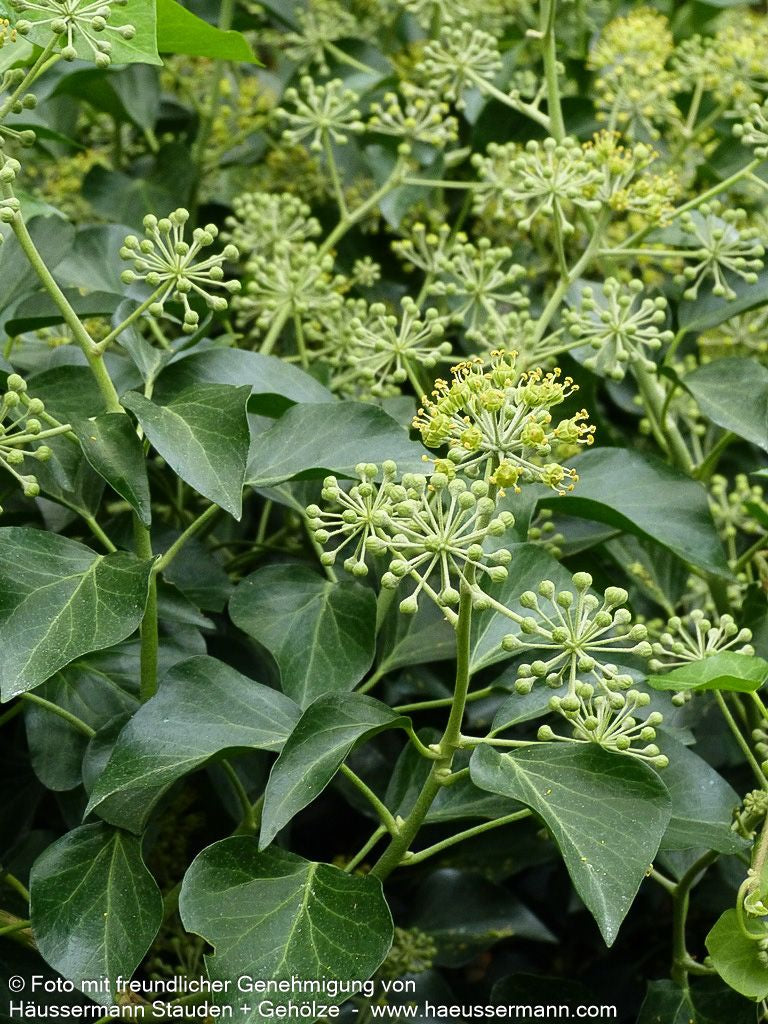 Strauch-Efeu 'Arborescens' (Hedera helix)