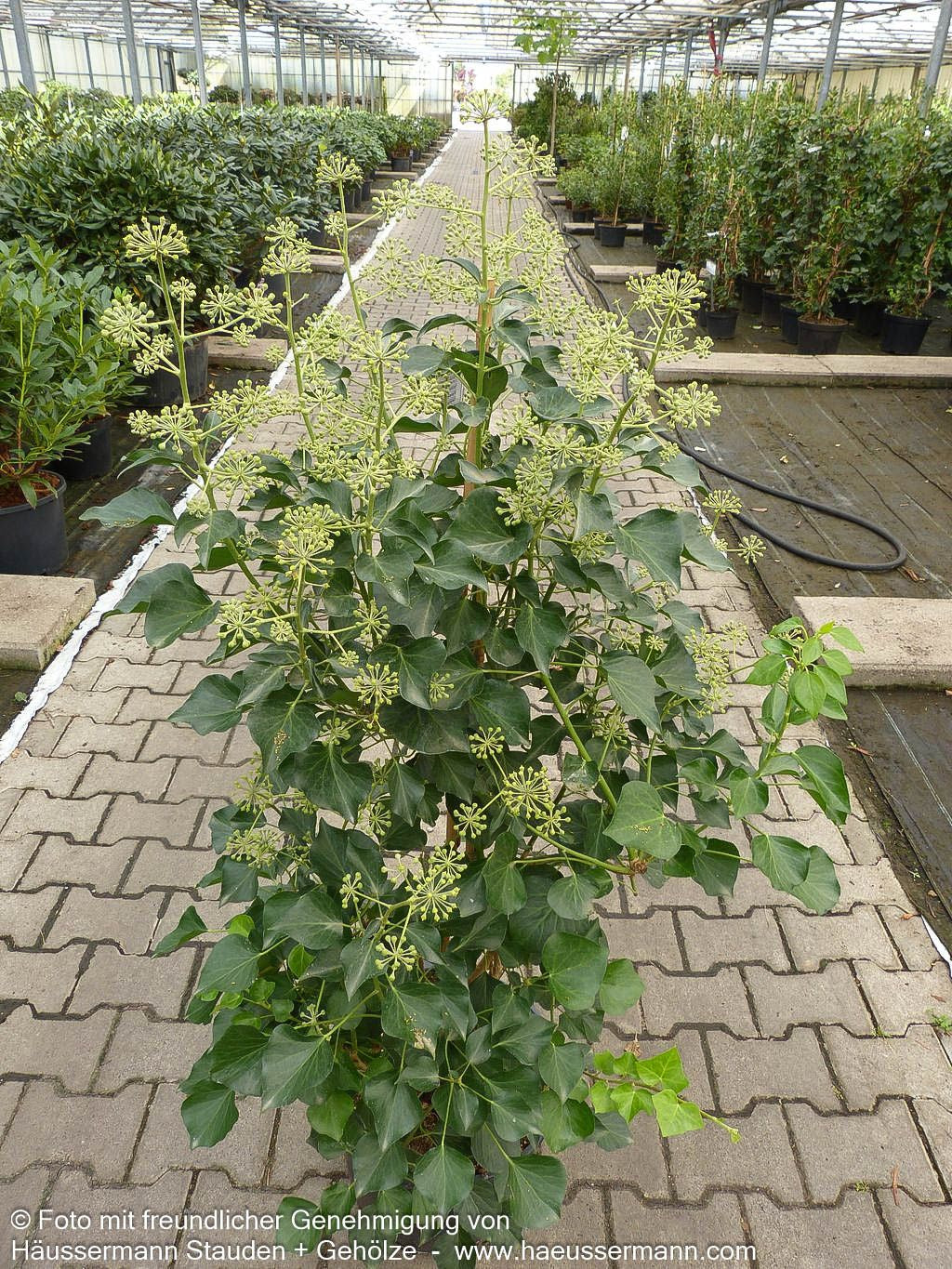 Strauch-Efeu 'Arborescens' (Hedera helix)