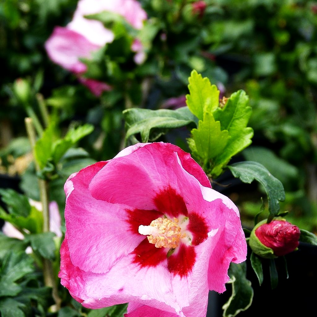Strauch-Eibisch 'Aphrodite' (Hibiscus syriacus)