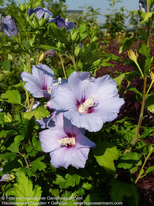 Strauch-Eibisch 'Blue Bird' (Hibiscus syriacus)