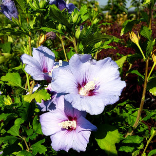 Strauch-Eibisch 'Blue Bird' (Hibiscus syriacus)