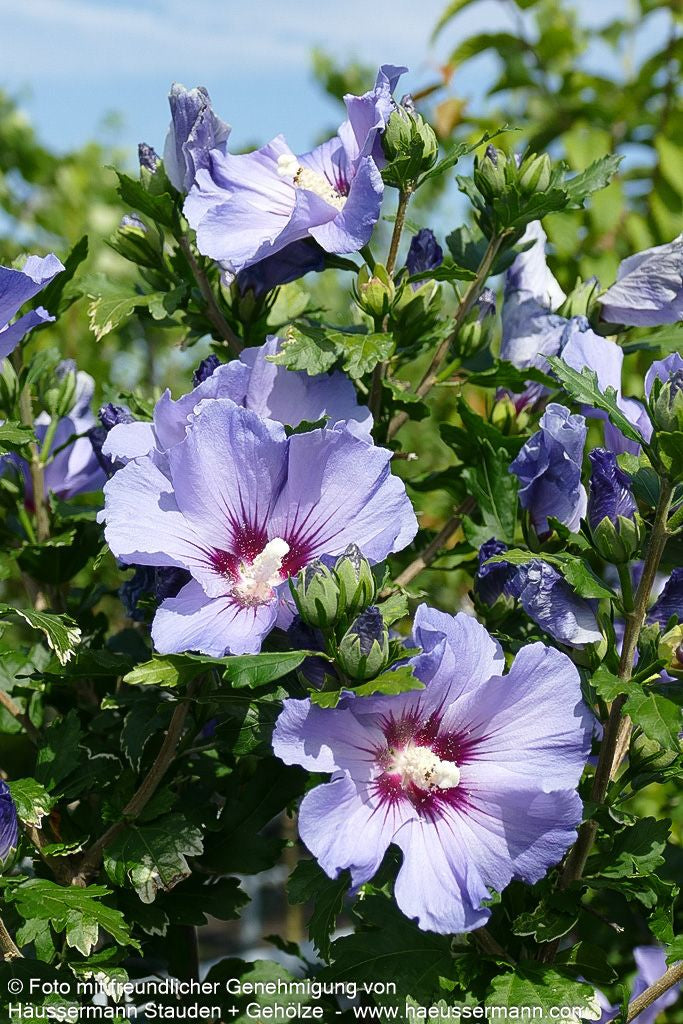 Strauch-Eibisch 'Blue Bird' (Hibiscus syriacus)