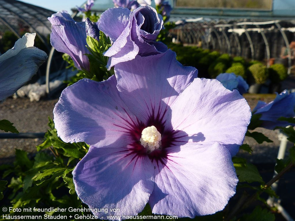 Strauch-Eibisch 'Blue Bird' (Hibiscus syriacus)