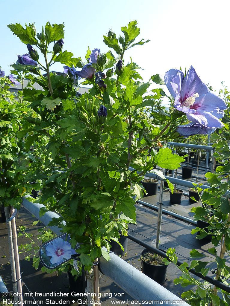 Strauch-Eibisch 'Blue Bird' (Hibiscus syriacus)