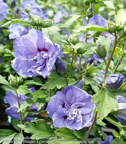 Strauch-Eibisch 'Blue Chiffon' (Hibiscus syriacus)
