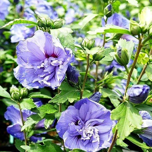 Strauch-Eibisch 'Blue Chiffon' (Hibiscus syriacus)