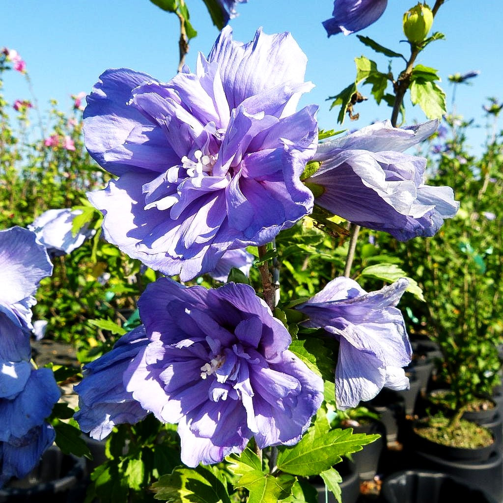 Strauch-Eibisch 'Blue Chiffon' (Hibiscus syriacus)