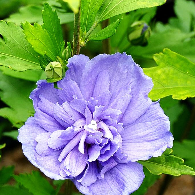 Strauch-Eibisch 'Blue Chiffon' (Hibiscus syriacus)
