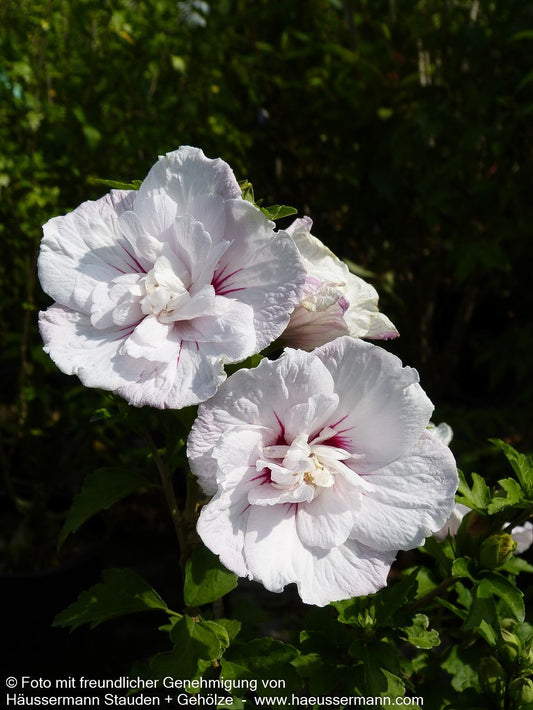 Strauch-Eibisch 'China Chiffon' (Hibiscus syriacus)
