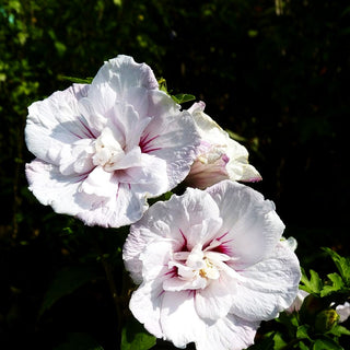 Strauch-Eibisch 'China Chiffon' (Hibiscus syriacus)