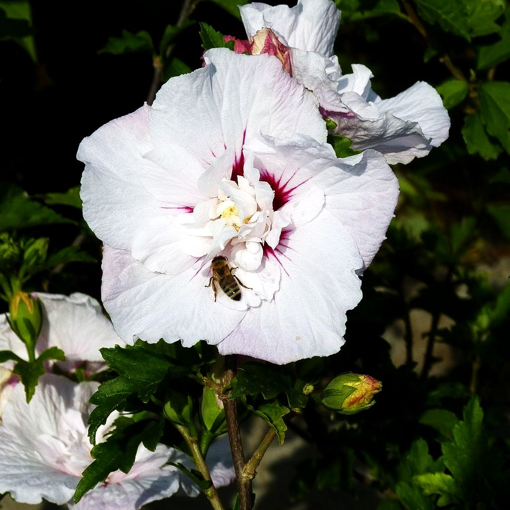 Strauch-Eibisch 'China Chiffon' (Hibiscus syriacus)