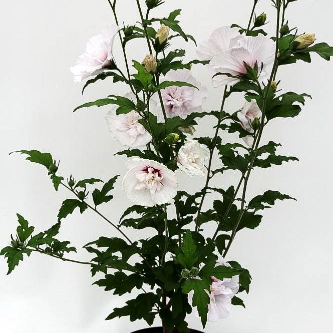 Strauch-Eibisch 'China Chiffon' (Hibiscus syriacus)