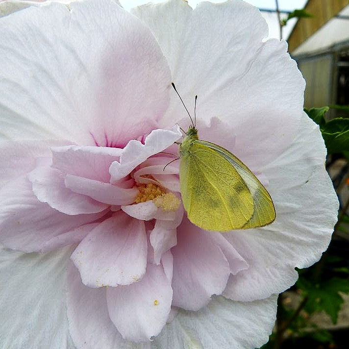 Strauch-Eibisch 'China Chiffon' (Hibiscus syriacus)