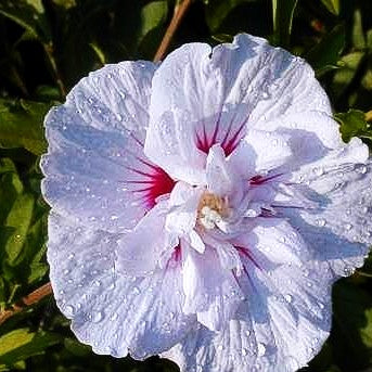 Strauch-Eibisch 'China Chiffon' (Hibiscus syriacus)