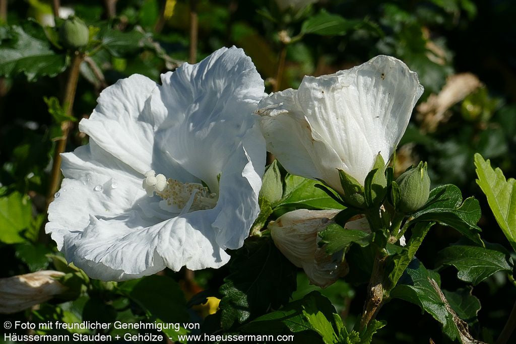 Strauch-Eibisch 'Diana' (Hibiscus syriacus)