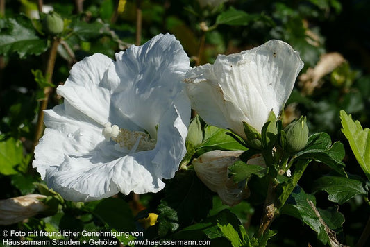 Strauch-Eibisch 'Diana' (Hibiscus syriacus)