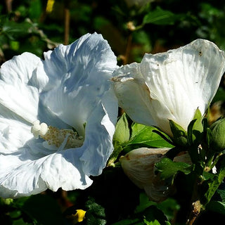 Strauch-Eibisch 'Diana' (Hibiscus syriacus)