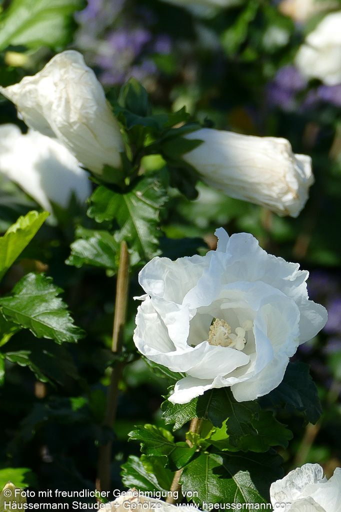 Strauch-Eibisch 'Diana' (Hibiscus syriacus)