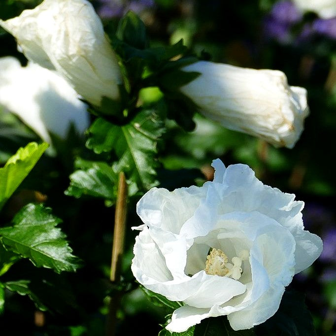 Strauch-Eibisch 'Diana' (Hibiscus syriacus)