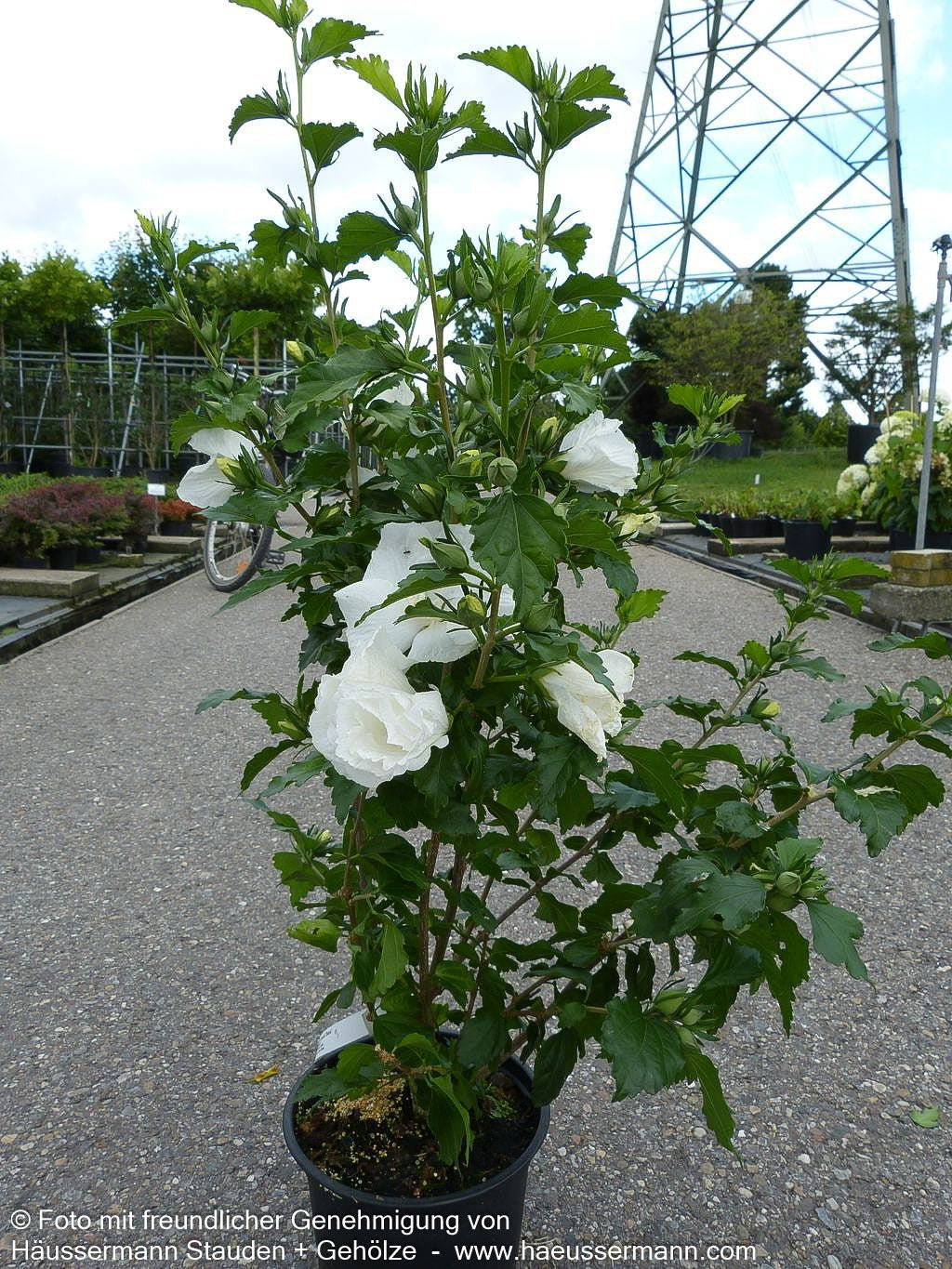 Strauch-Eibisch 'Diana' (Hibiscus syriacus)